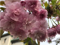 e4cd1e82-20190402 KikuShidare.jpg